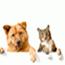 Image of Pet Gifts from RedLetterGifts.com catalog