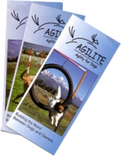 dog agility equipment