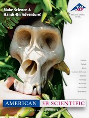 Image of human anatomical model from Biology @ American 3B Scientific catalog