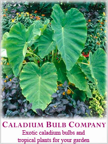 Picture of caladium bulbs from Caladium Bulb Company catalog