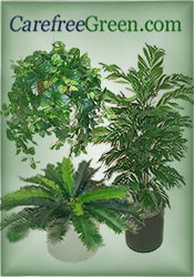 Image of silk palm trees from CarefreeGreen.com catalog