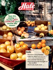 Florida oranges