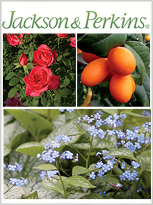 Picture of jackson and perkins catalog from Jackson & Perkins catalog