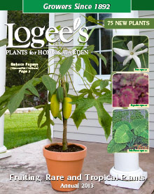 Picture of outdoor container plants from Logee's Greenhouse catalog