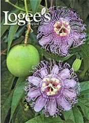 Image of outdoor container plants from Logee's Tropical Plants catalog