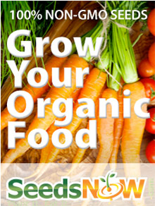 Picture of seed catalog from SeedsNow.com catalog