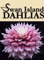 planting and growing dahlias
