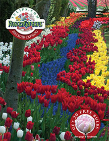 Picture of tulip bulbs from Tulips.com catalog