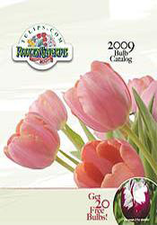 Image of tulip bulbs from Tulips.com catalog