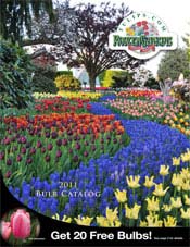 Picture of tulip bulbs from Tulips.com catalog Picture of tulip bulbs from Tulips.com catalog