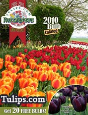 Image of tulip bulbs from Tulips.com catalog