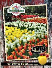 Picture of tulip bulbs from Tulips.com catalog