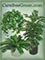 CarefreeGreen.com