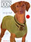 Picture of leather dog harness from In The Company of Dogs catalog