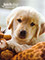 Picture of dog car seat cover from FetchDog.com catalog