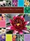 Picture of water garden supplies from Lilypons Water Gardens catalog