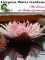 Lilypons Water Gardens