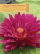Picture of water garden supplies from Lilypons Water Gardens catalog