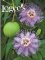 Picture of outdoor container plants from Logee's Tropical Plants catalog