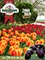Picture of tulip bulbs from Tulips.com catalog