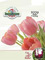Thumbnail image of tulip bulbs from Tulips.com catalog