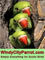 Picture of parrot cages from Windy City Parrot catalog