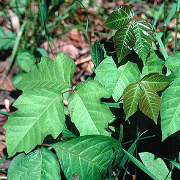 PoisonIvy