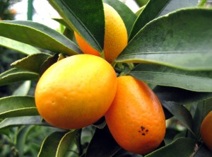 citrus_kumquats