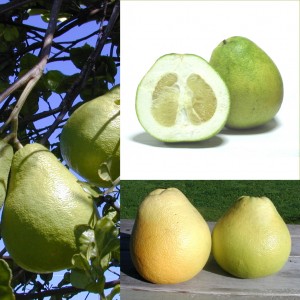 citrus_pomelo