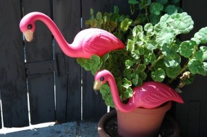 Dsc_0518 flamingo yucaipamethodist.org