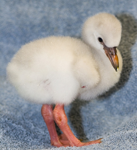 flamingo_chick