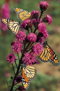 Invite butterflies to grandma's garden for Mother's Day