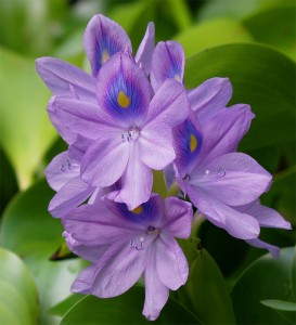 One of the top ten fresh summer perfumes and fragrances