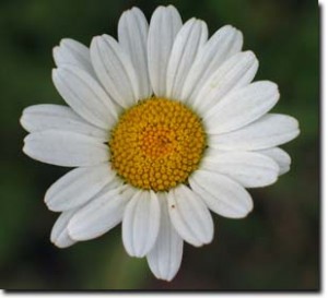 One of the top ten fresh summer perfumes and fragrances