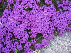 Verbena