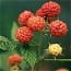 Photo of Native Edible Fruits