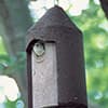 Photo of Birds, Bees & Wildlife