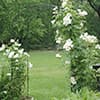 Photo of Rose Pillars, Arches & Obelisks