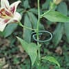 Photo of Plant Supports & Growing Aids
