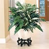 Photo of Best Selling Plants