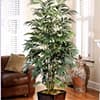 Photo of Best Selling Trees