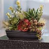 Photo of Succulent Plants