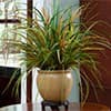 Photo of Tabletop Plants