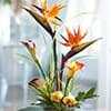 Photo of Tropical Plants