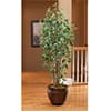 Photo of Value Priced Trees
