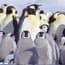 Photo of Animals