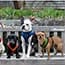 Photo of Dog Clothes & Safety Gear