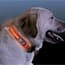Photo of Dog Collars & ID Tags