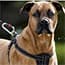 Photo of Dog Leashes & Harnesses