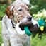 Photo of Dog Toys & Agility